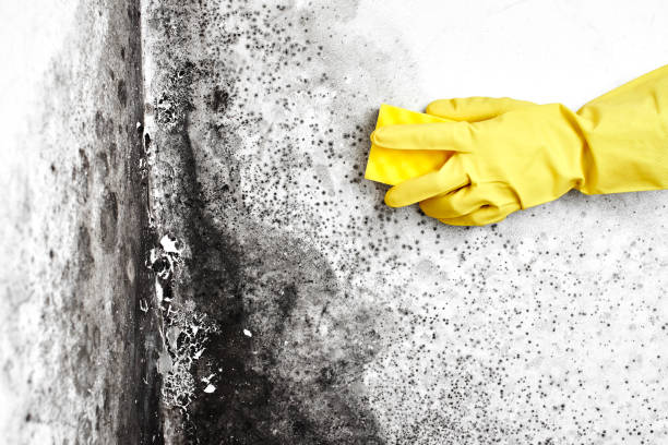 Best Fast Mold Removal  in Ttapoisett Center, MA