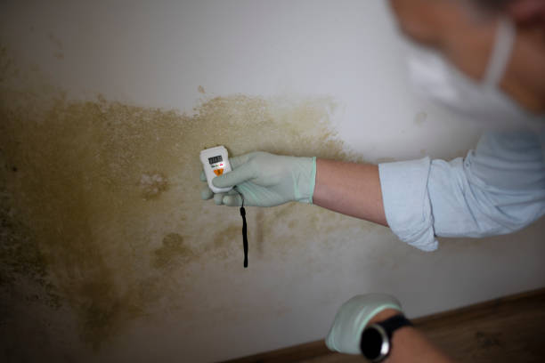 Mattapoisett Center, MA Mold Removal Company