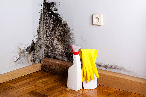 Best Residential Mold Removal  in Ttapoisett Center, MA