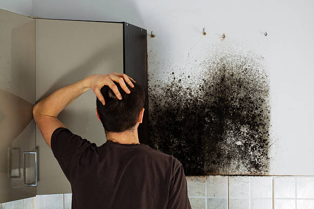 Certified Mold Removal in Mattapoisett Center, MA
