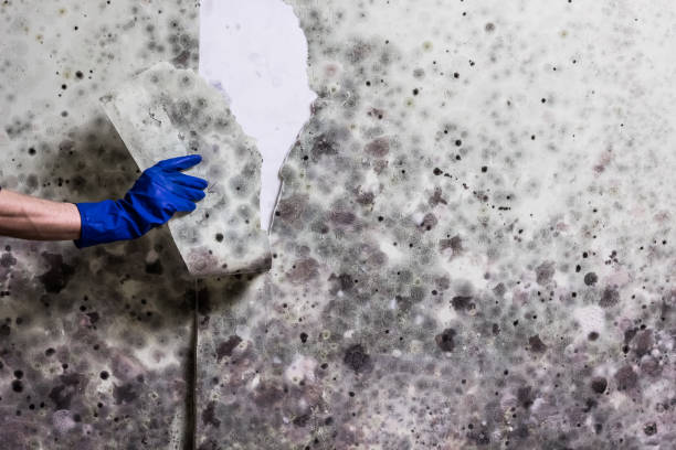 Best Local Mold Removal Service  in Ttapoisett Center, MA